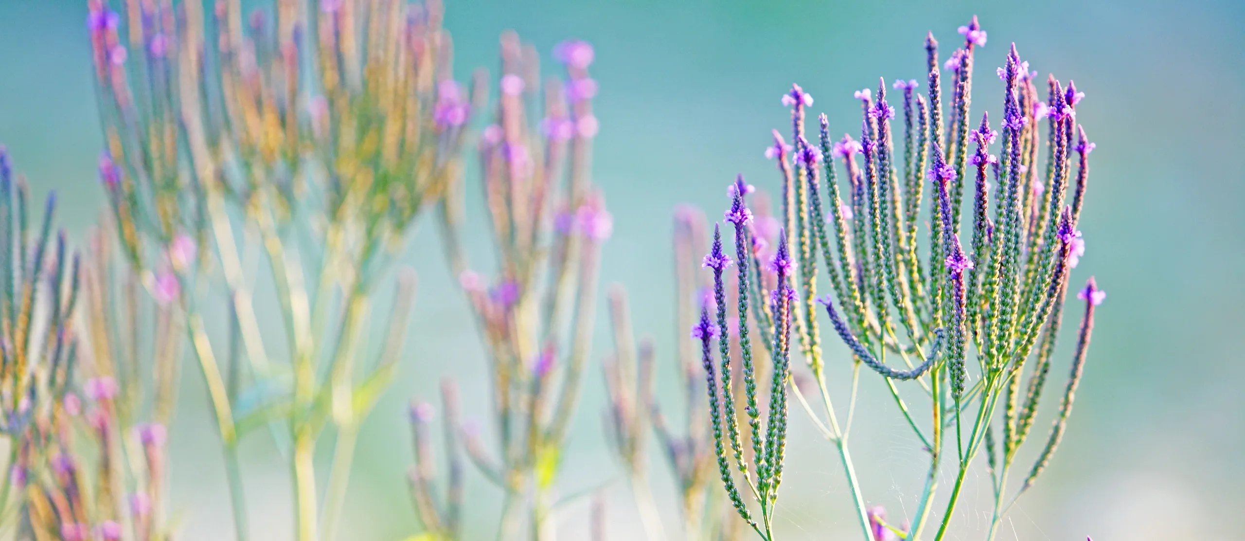 A field of flowers
